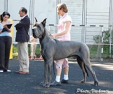 Apollo wśród psów! Najpiękn...