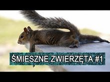 Śmieszne zwierzęta mix #1