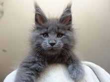 Gray Maine Coon
