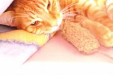 Myszka upolowana, teraz cza...