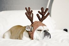 On chyba nie lubi zimy :D