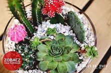 Mini ogródek <klik> zobacz jak je zrobić