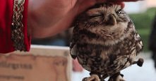 awww .