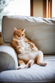 gruby jak mój Harold :D