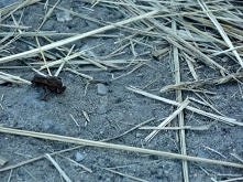 Żabka :) Zdjęcie mojego aut...