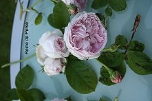 "Duchesse de Montebello"