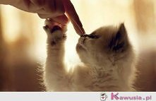 noseczek i łapeczka - tak się witamy