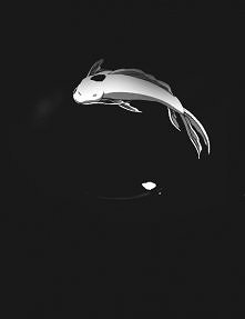 GIF ying yang- ryby koi