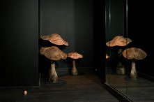 haha to dopiero grzyb w pomieszczeniu :)