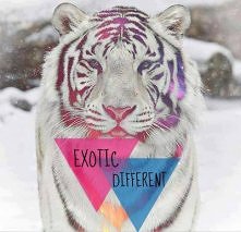 Nawet tygrysy lubią zimę ;)