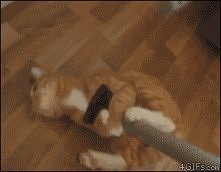 Gif - kot i odkurzacz