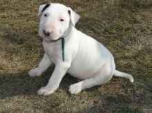 z chęcią przygarnę takiego ...