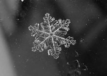 płatek śniegu