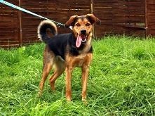 Weź takiego psa - w rytmie Samby! « Szczegóły na Zoomia.pl