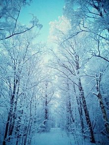 Miłość jest jak liść w lesie – czas ją zmienia, tak jak zima zmienia wygląd lasu.