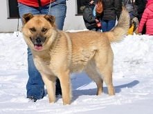 Rudi - kawał fajnego psa :) « Szczegóły na Zoomia.pl