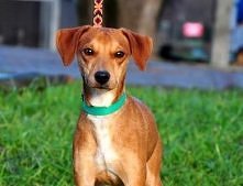 Noris - drobny chłopczyk z charakterkiem :)	  « Szczegóły na Zoomia.pl