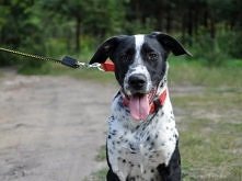 Frugo - bardzo urodziwy pies :)	 «	 Szczegóły na Zoomia.pl