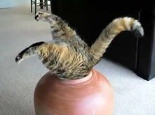 Cat Compilation - All☆Star Cats