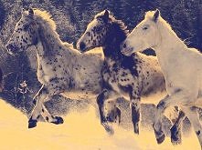 galopujące w śniegu <3