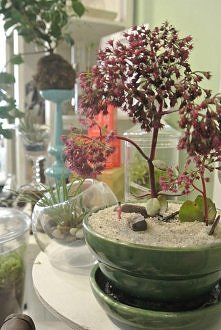 miniaturowy ogródek