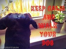 keep calm and walk your dog