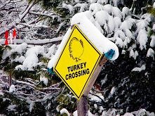 krzyżowanie sie indyka