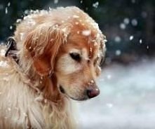 Śliczniutki piesek <3