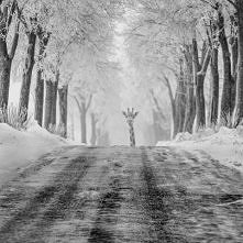 Fotomontaż 40x40cm.
Te i in...