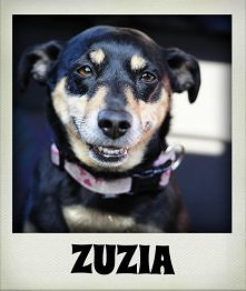 Największa ofiara mojej metamorfozy!

Moja suczka Zuzia ma raczej tendencje do lenienia się, tak jak jej pani :p
Jednak od kiedy ja włączyłam w swoje życie aktywność fizyczna to...