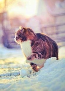Oj :( Kicia <3