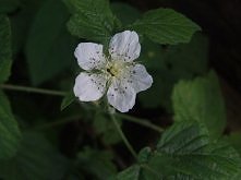 chcę WIOSNĘ ! <3 ^^