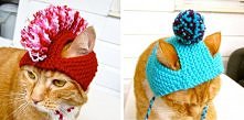 Kocie czapki