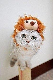 Kot czy lew? Oto jest pytanie ;)