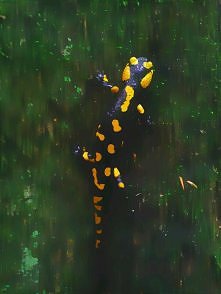 Salamandra