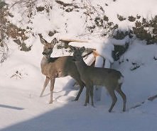 twardo czekamy , wreszcie dowiozą nam to jedzenie
