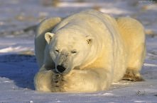 proszzę... tylko troche się zdrzemne ;D