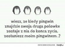 w poszukiwaniu pingwinka :)