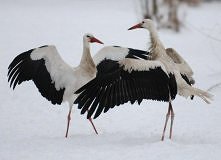 Pomóż bocianom przetrwać zi...