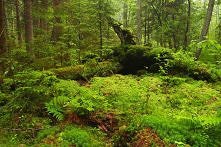 Białowieski Park Narodowy.