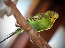 Papugi Faliste - szczegóły na Zoomia.pl