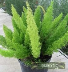 Szparag gęstokwiatowy