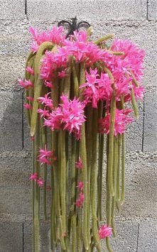 Aporokaktus biczowaty