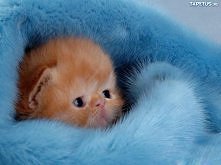 Skąd się takie słodkie kotk...