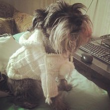 Pierwszy sweterek dla psa w...