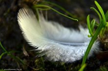 Delikatność, wewnętrznie je...