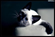 kot syjamski ♣.♣