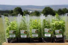 Świeże EKO ZIOŁA z dostawą do domu, restauracji czy sklepu.