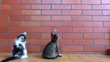 Gif - Padnij !