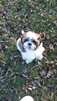 shih tzu :)